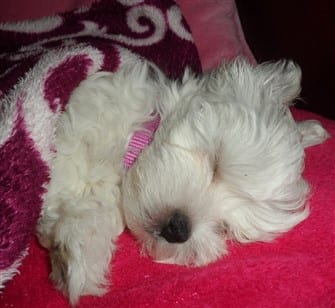 maltese-puppy-snow-white-coat